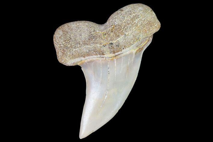 Mako Shark Tooth Fossil - Sharktooth Hill, CA #94710